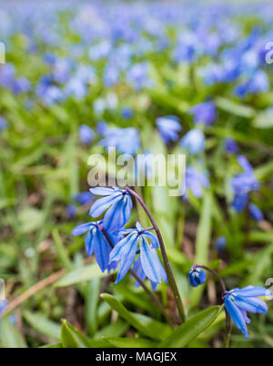 02 April 2018 ,Germany, Hannover: Blue stars (Scilla siberica) bloom in a meadow at the Lindener mountain in Hanover. Photo: Peter Steffen/dpa Stock Photo