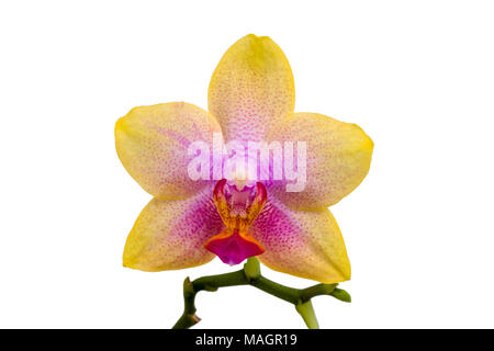Single Phalaenopsis Orchid (Moth Orchid) blossom on green stem with yellow petals and cyclamen colored labellum and column isolated on white backgroun Stock Photo