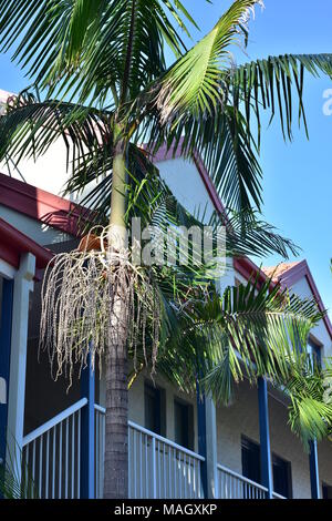 Palm trees growing close to holiday apartments. Stock Photo