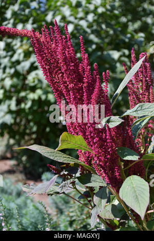 Amaranth is one of the Amaranthaceae family growing on fields May Stock Photo