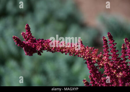 Amaranth is one of the Amaranthaceae family growing on fields May Stock Photo