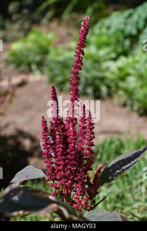 Amaranth is one of the Amaranthaceae family growing on fields May Stock Photo