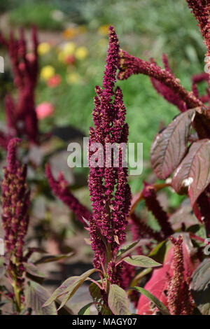 Amaranth is one of the Amaranthaceae family growing on fields May Stock Photo