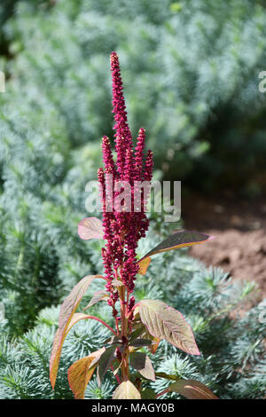 Amaranth is one of the Amaranthaceae family growing on fields May Stock Photo