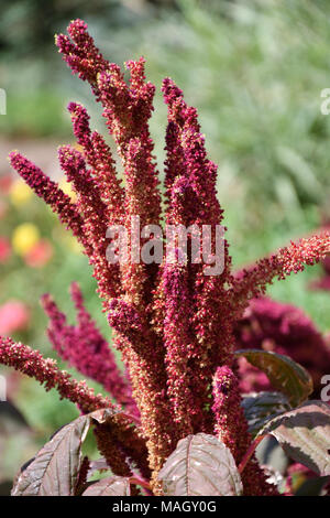 Amaranth is one of the Amaranthaceae family growing on fields May Stock Photo