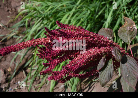 Amaranth is one of the Amaranthaceae family growing on fields May Stock Photo