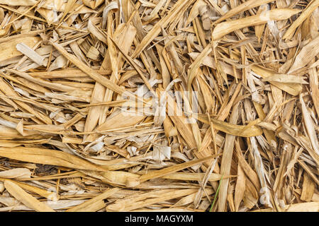 Dried bamboo leaves on ground in autumn garden Stock Photo