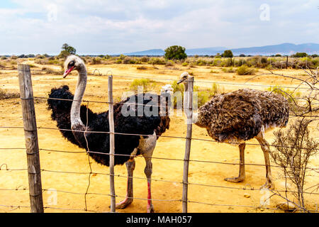 Female Ostrich and Male Ostrich at an Ostrich Farm in Oudtshoorn in the semi desert Little Karoo Region Western Cape Province of South Africa Stock Photo