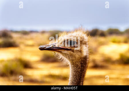 Close up of an Ostrich Head at an Ostrich Farm in Oudtshoorn in the semi desert Little Karoo Region Western Cape Province of South Africa Stock Photo