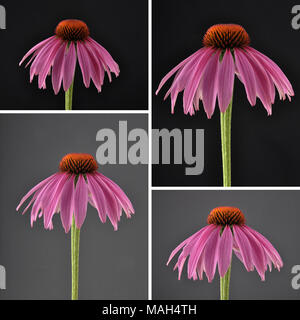 Collage purple coneflower on dark background Stock Photo