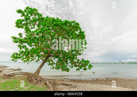 Old leaned Sea Almond tree on sea shore Stock Photo