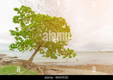 Old leaned Sea Almond tree on sea shore with sunlight Stock Photo