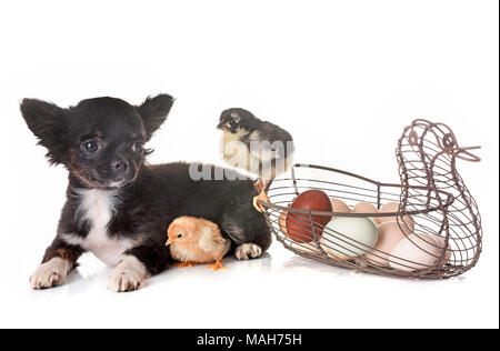 puppy chihuahua and chick in front of white background Stock Photo
