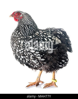 silver-laced Wyandotte chicken in front of white background Stock Photo