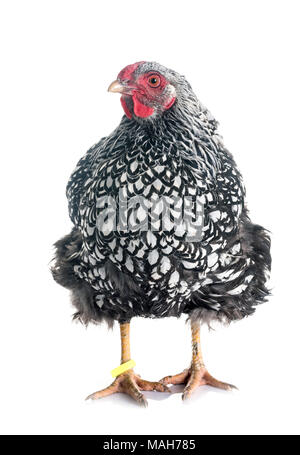 silver-laced Wyandotte chicken in front of white background Stock Photo