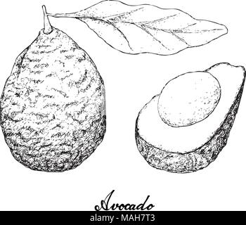 Berry Fruit, Illustration Hand Drawn Sketch of Delicious Fresh Green Avocado or Persea Americana Fruits and Leaves with Half Avocado Isolated on White Stock Vector