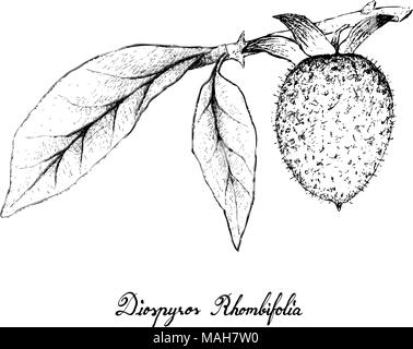 Exotic Fruit, Illustration of Hand Drawn Sketch Diamond Leafed Persimmon or  Diospyros Rhombifolia Fruit with Green Leaves on Tree Branch Isolated on  Stock Vector