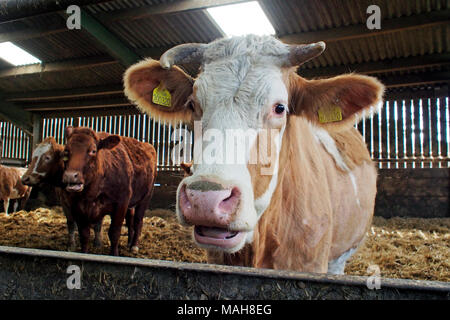 A brown and white bullock, probably a Hereford cross in a covered stock yard on a Norfolk farm. Stock Photo