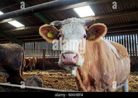 A brown and white bullock, probably a Hereford cross in a covered stock yard on a Norfolk farm. Stock Photo