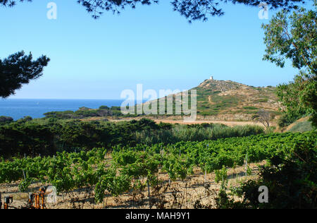 Vineyard to the sea side of Emiez islands