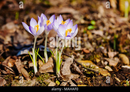 Beautiful violet crocuses in the first days of March Stock Photo