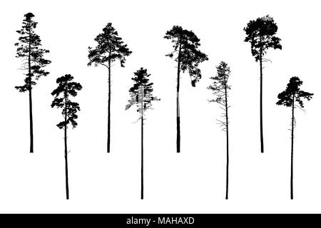 Set of realistic vector silhouettes of coniferous trees - isolated on white background Stock Vector