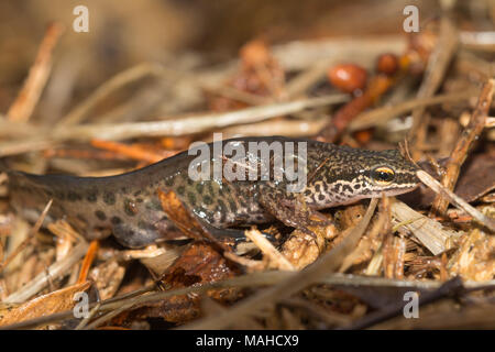 Male palmate newt (Lissotriton helveticus) on land close to a pond on a heathland site in Surrey, UK Stock Photo