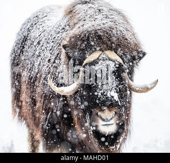 Muskox, Ovibos moschatus, in a winter snowstorm, Manitoba, Canada. Stock Photo