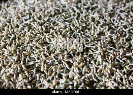 Silkworms - close up of silk worms, the larva, caterpillar or imago of the silkmoth ( Bombyx Mori ), from which silk is made; Kampong Thom, Cambo Stock Photo