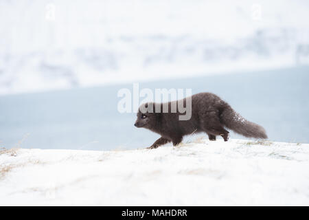 Close up of an Arctic fox running along the coastline in winter in Iceland. Stock Photo