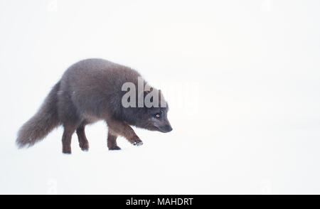 Close up of an Arctic fox in the snow, winter in Iceland. Stock Photo