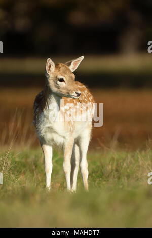 Close-up of a Fallow deer fawn foraging in the field of grass, UK. Stock Photo