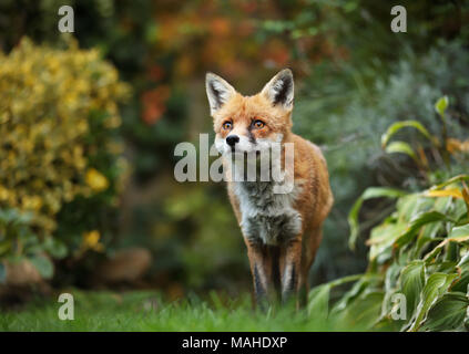Red fox standing in the garden with flowers, summer in UK.