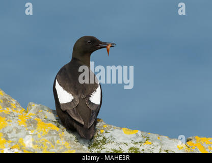 Close-up of a Black guillemot on a rock with a fish in the beak, Shetland. Stock Photo