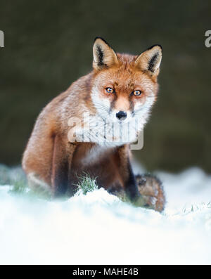 Close-up of a Red fox in snow, winter in UK. Stock Photo