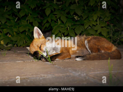 Close up of a red fox sleeping in the garden, UK. Stock Photo