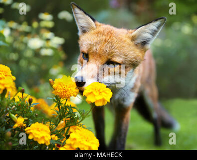 Red fox smelling marigold flowers in the garden, summer in UK.