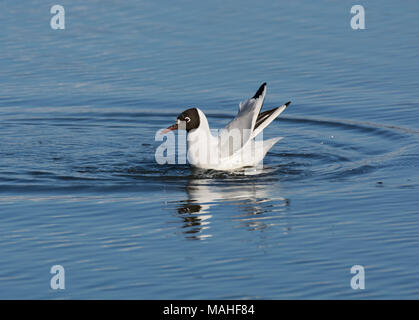 Black-headed gull, Larus ridibundus, washing in shallow water, Morecambe Bay, Lancashire, UK Stock Photo