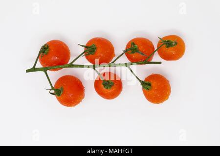 Cherry Tomatoes on the vine on a white background Stock Photo