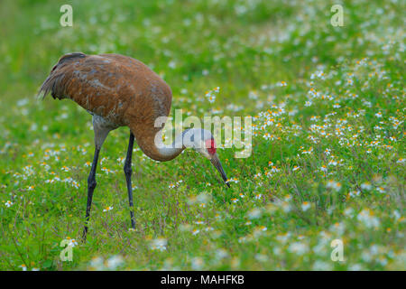 Sandhill Crane (Grus canadensis) hunting for food in meadow, E USA, by Bill Lea/Dembinsky Photo Assoc Stock Photo