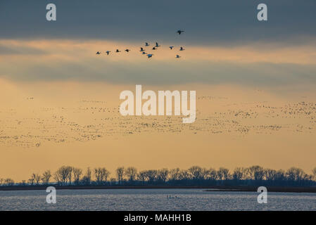 Flocks of Lesser Snow Geese (Anser caerulescens), Squaw Creek NWR, Missouri, USA, by Bruce Montagne/Dembinsky Photo Assoc Stock Photo