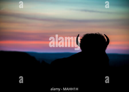 Silhoutte of American Bison at sunrsie, Theodore Roosevelt NP, ND, USA, by Bruce Montagne/Dembinsky Photo Assoc Stock Photo