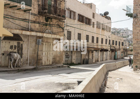 Abandoned Street of the city of Hebron in the occupied Palestinian territory with a horse on the side Stock Photo