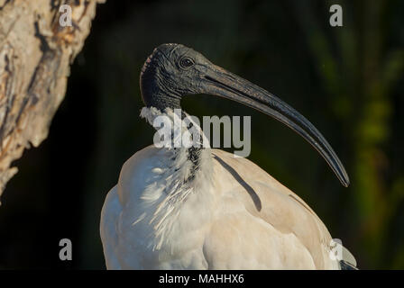 Australian White Ibis, Queensland, Australia Stock Photo