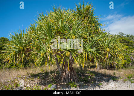 Pandanus or Screw Pine, growing on small reef island in the Whitsundays, Queensland, Australia Stock Photo