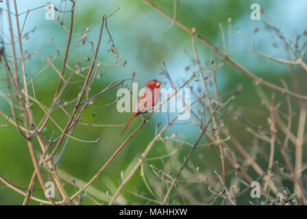 Crimson Finch perhced in grass heads, Queensland, Australia Stock Photo
