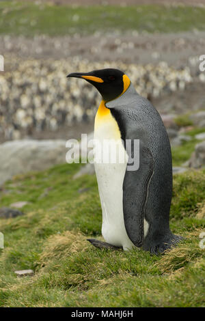 Close up of an adult king penguin leaning back on its heels and tail in a grassy field. Stock Photo