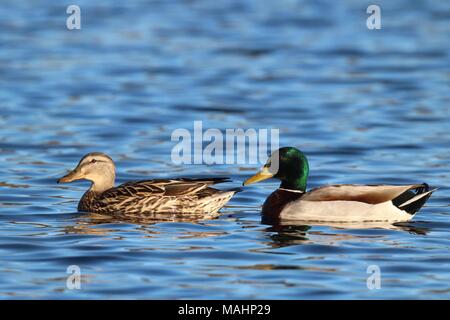 A pair of mallard ducks Anas platyrhynchos swimming together on a blue lake Stock Photo