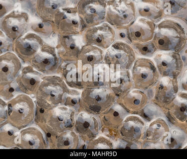 Close up photo of frogspawn of Common Frog (Rana temporaria) in a woodland pool. Tipperary, Ireland Stock Photo