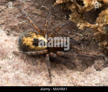 Dorsal view of Lace-web Spider or Lace-weaver spider(Amaurobius sp.) underneath loose bark. Tipperary, Ireland Stock Photo